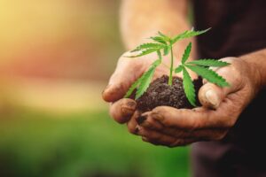 Quais são os riscos do plantio da maconha no Brasil