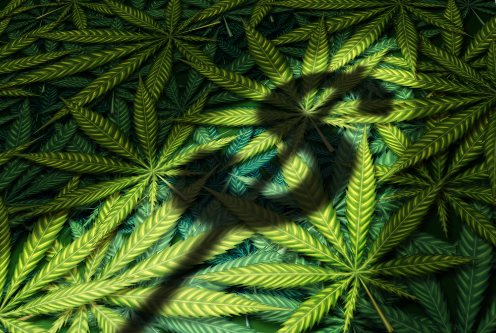 Plantio de cannabis