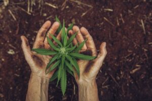 startups investem no plantio de cannabis
